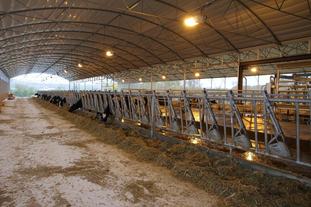 fronturi de furajare pentru ferme de vaci